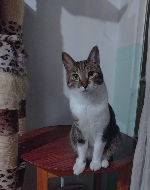 Coco