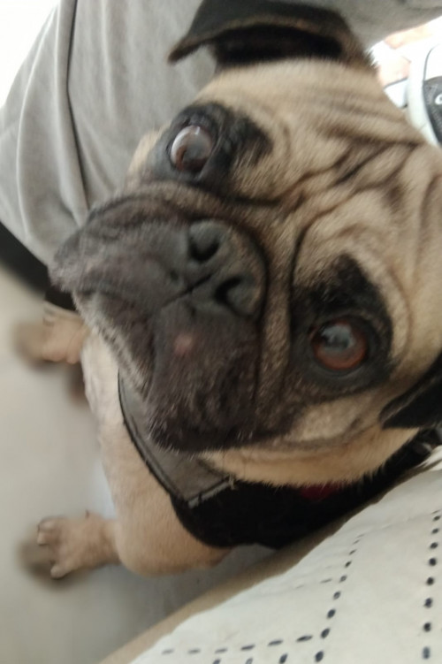 Chiky