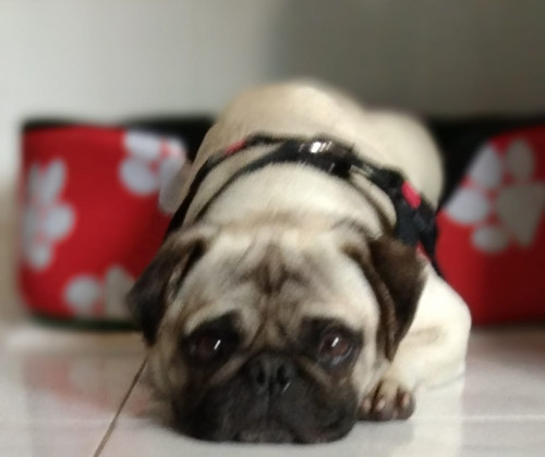 Chiky