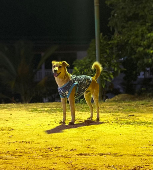 Manchas