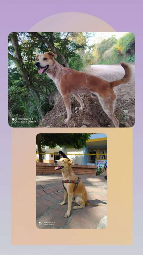 Manchas