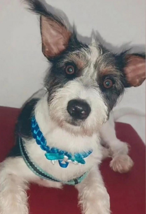 Simon