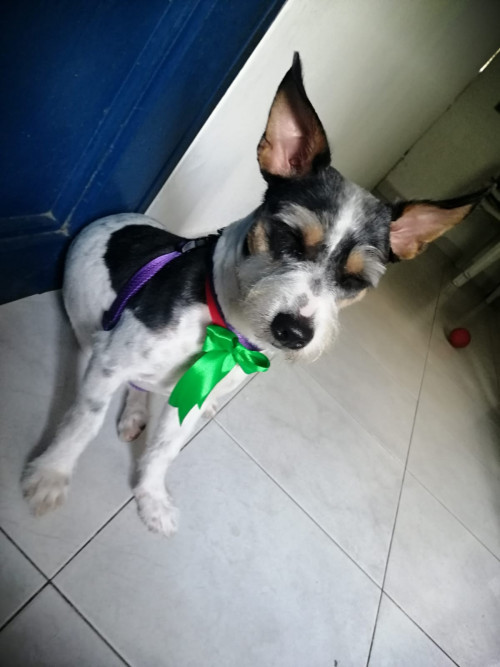 Simon