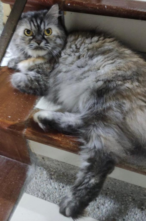 Mía