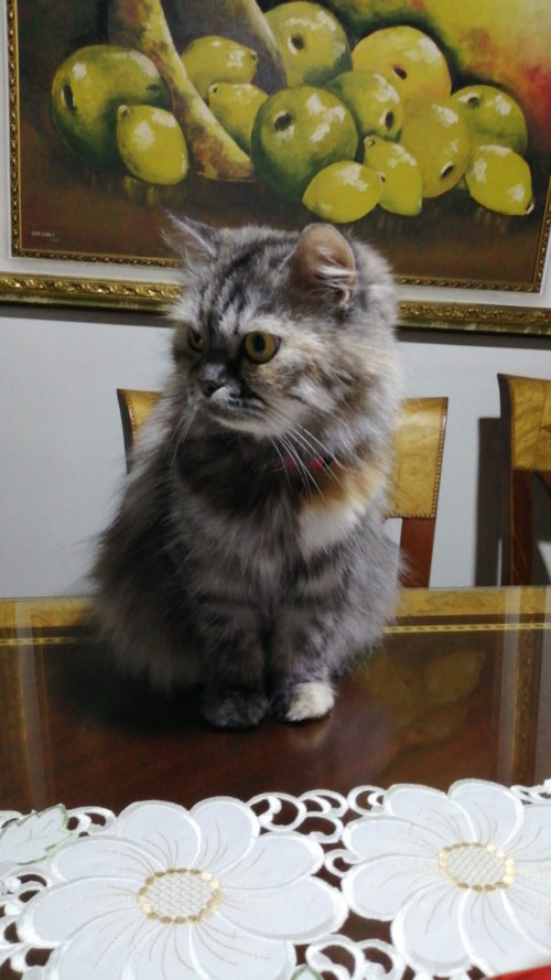 Mía
