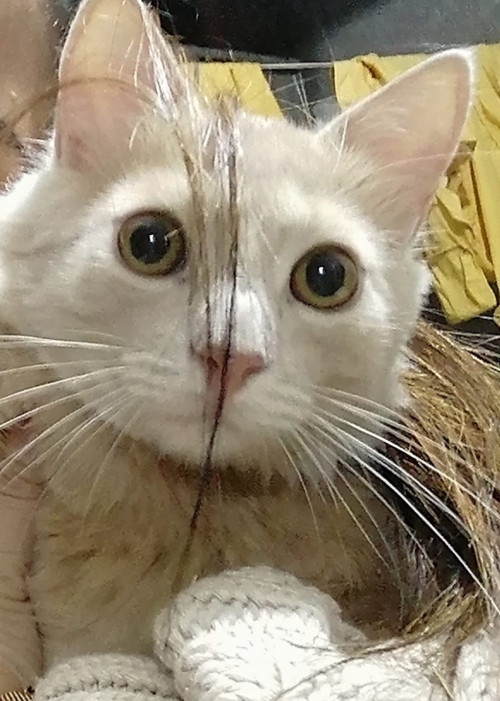 Romeo