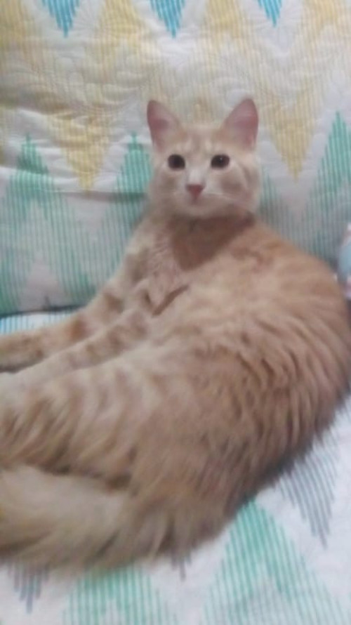 Romeo