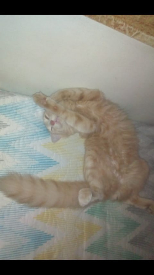 Romeo
