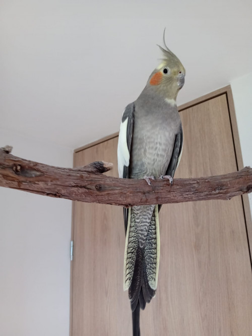 Coco Y Mango