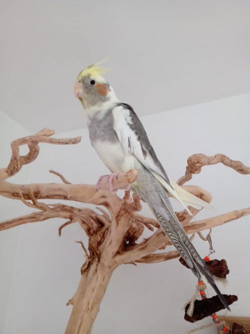 Coco Y Mango