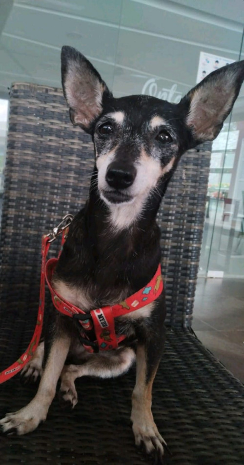 Lulú