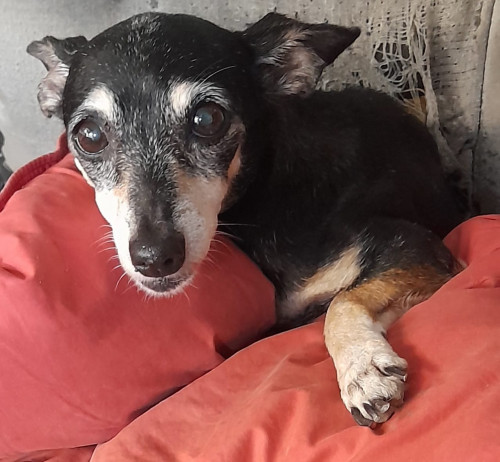 Lulú