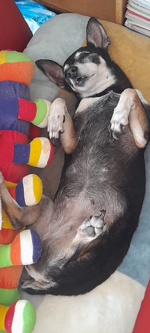 Lulú