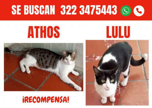 Lulu Y Athos