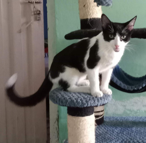 Lulu Y Athos