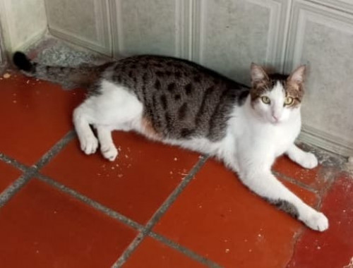 Lulu Y Athos