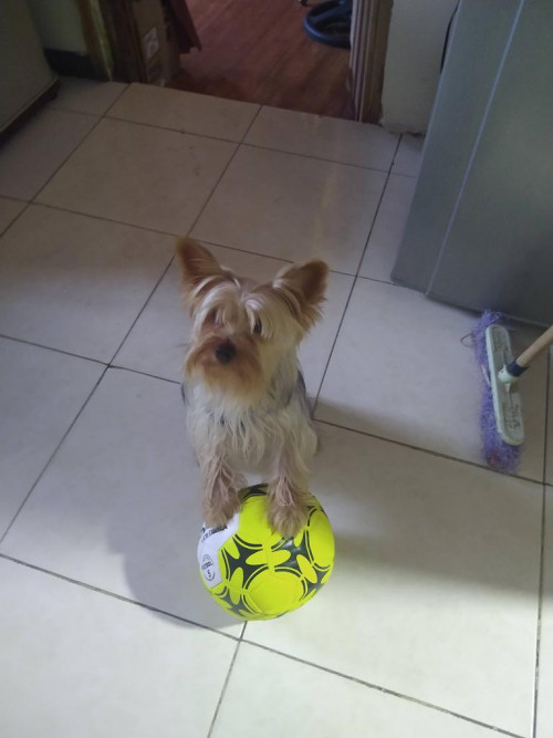 Max