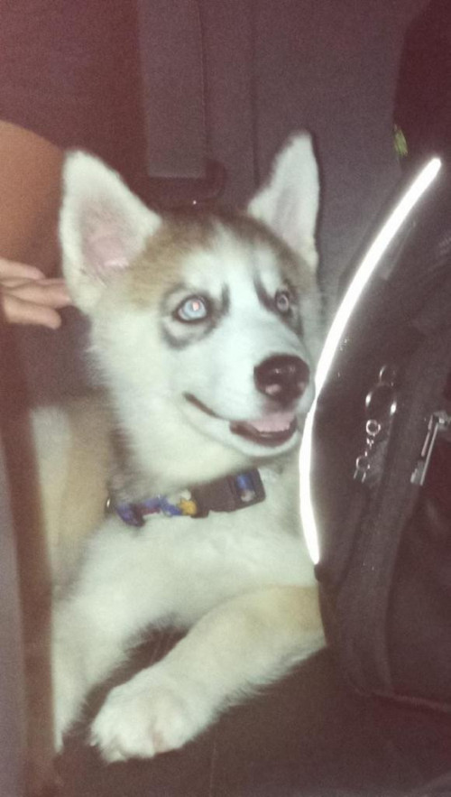 Suki