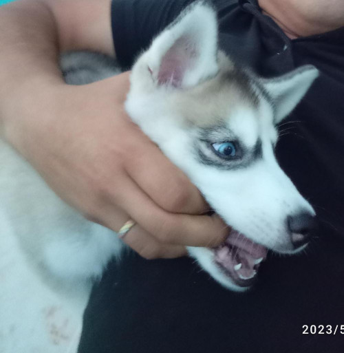 Suki