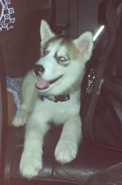 Suki