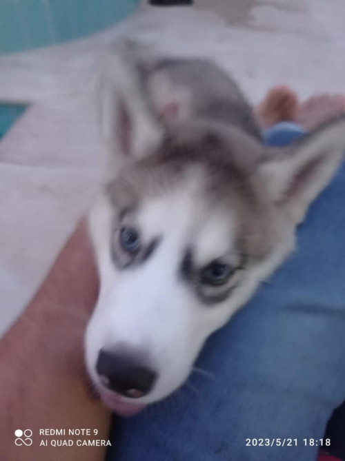 Suki