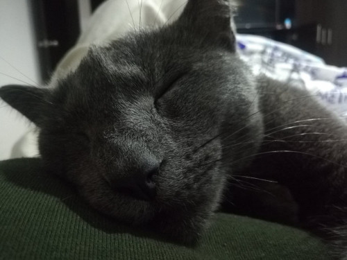 Zeus