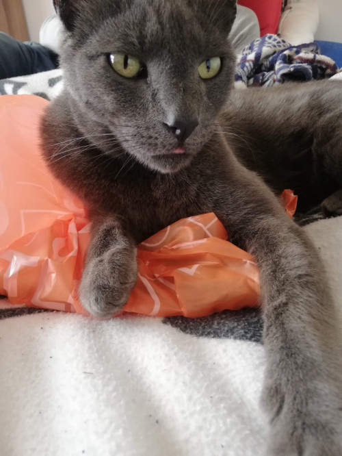 Zeus