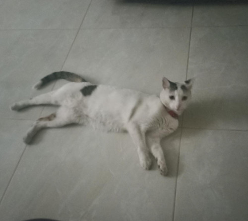 Nala