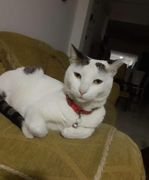 Nala