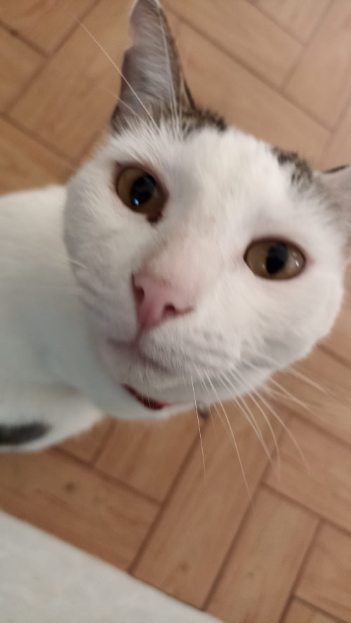 Nala
