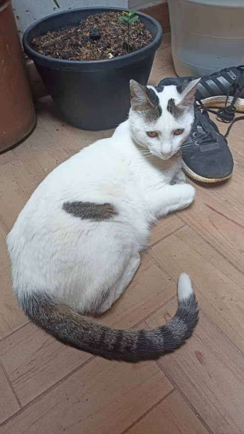 Nala