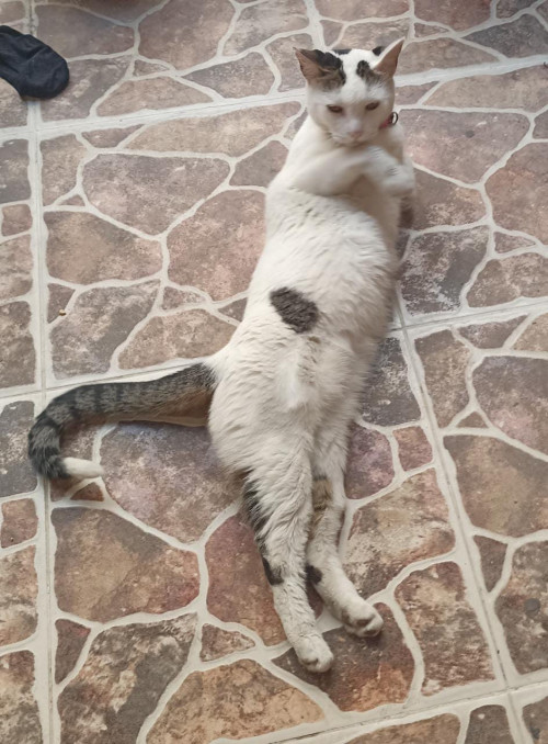 Nala