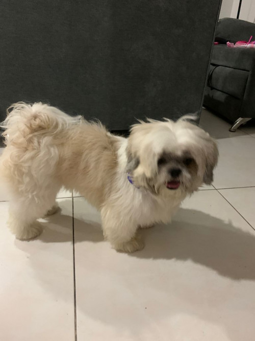Toby