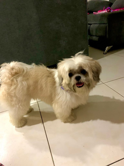 Toby