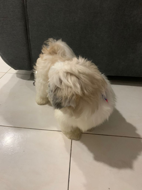 Toby