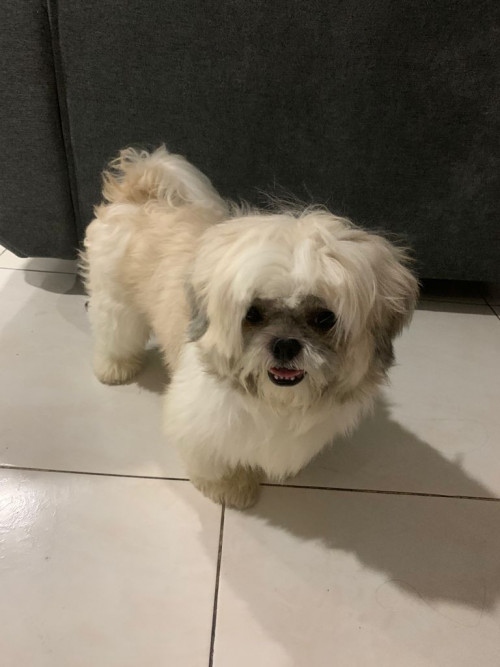 Toby
