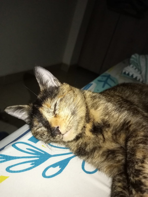 Zoe