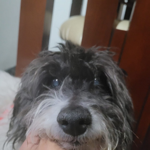 Kafú