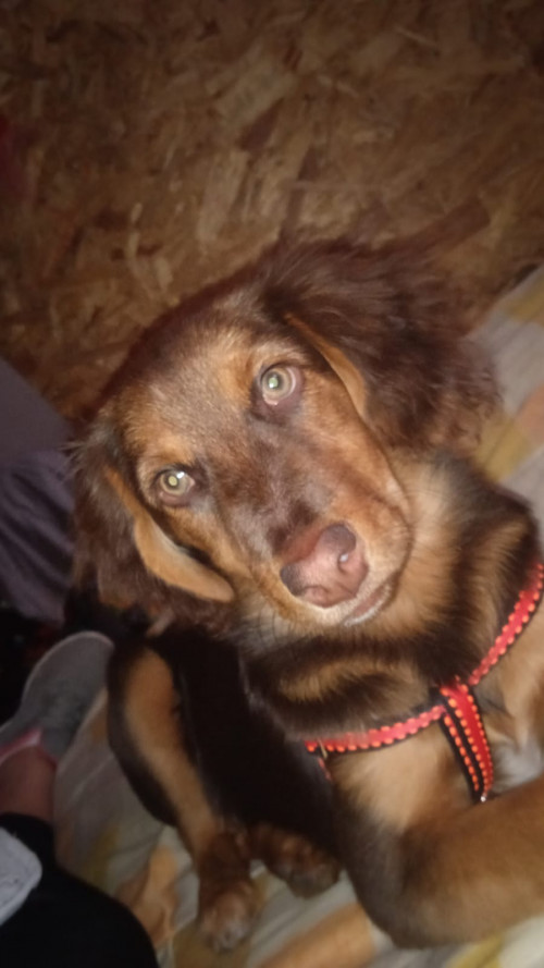 Canela