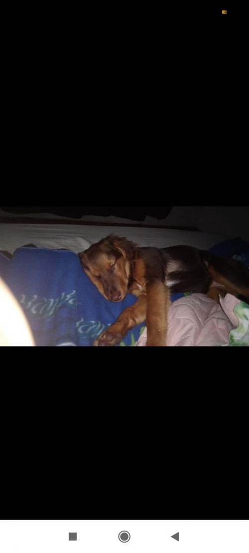 Canela