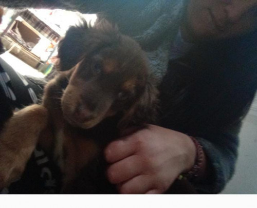 Canela