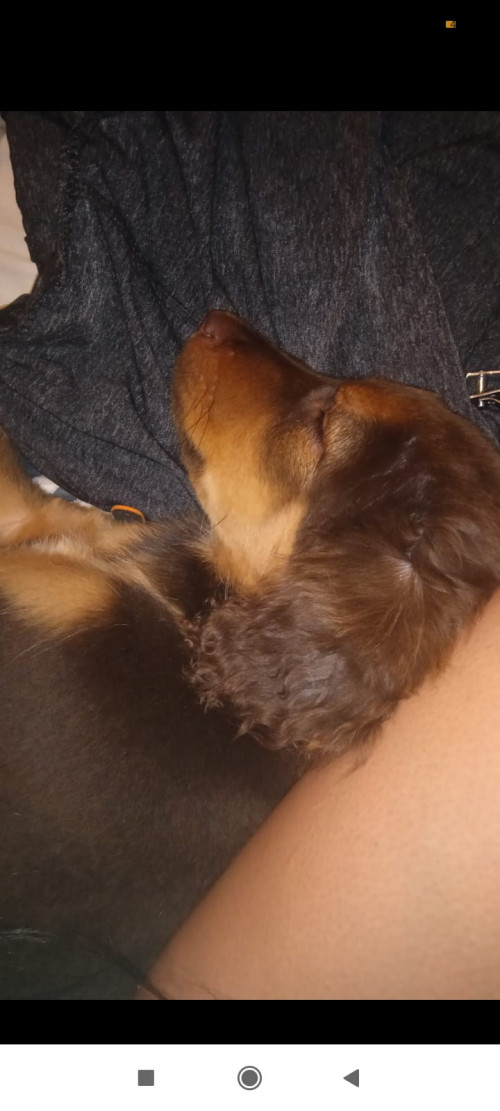 Canela