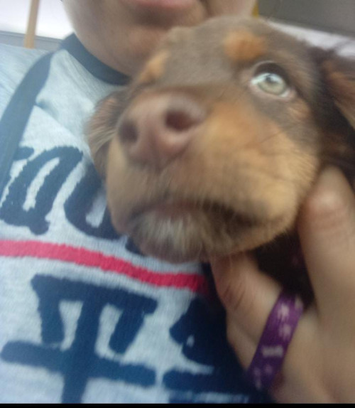 Canela