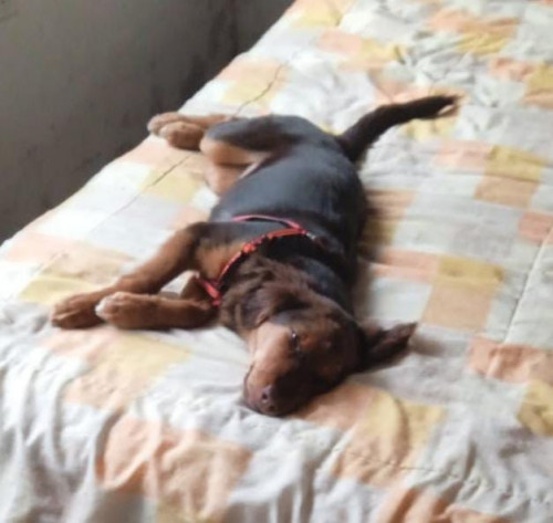 Canela