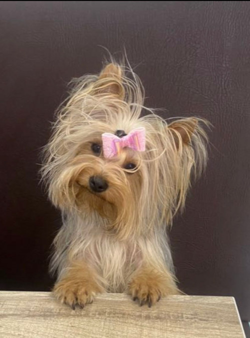 Lulu