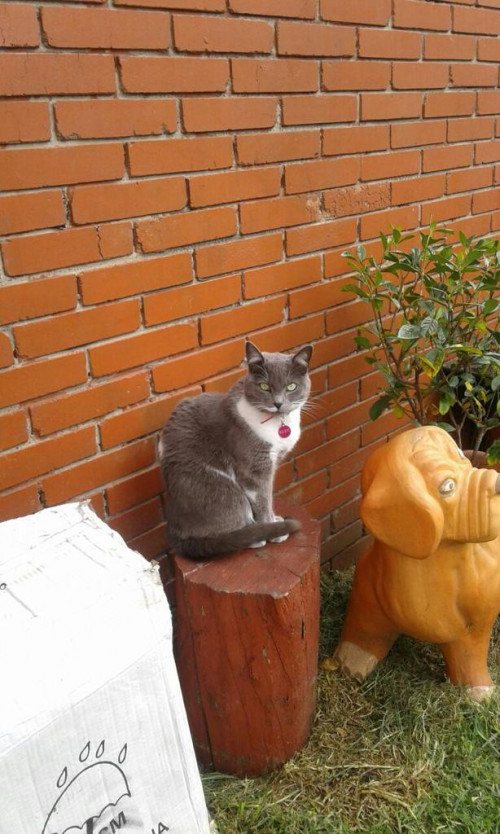 Susy