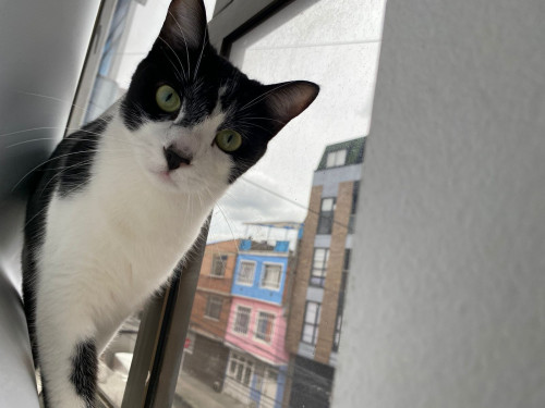 Oreo