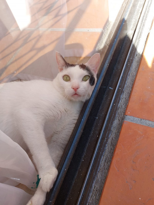 Tony
