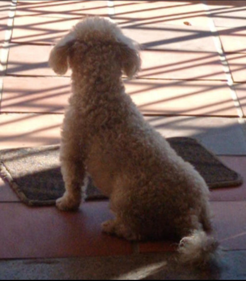 Taizon