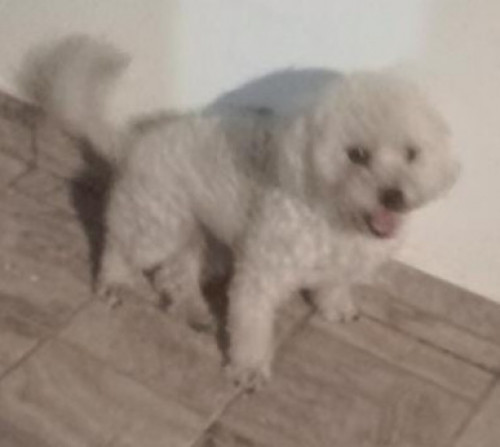 Taizon